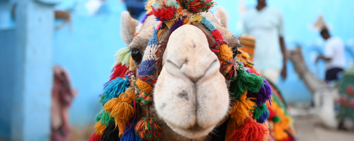 Hurgada vai Šarmelšeiha: īss salīdzinājums